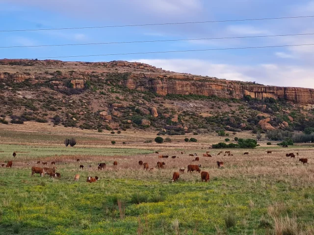 Beeste in die veld（2）